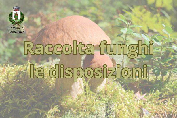 raccoltafunghiregionetoscana